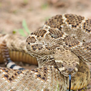 Western diamondback rattlesnake coiled, Crotalus atrox, controlled conditions