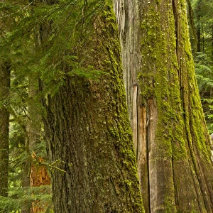 Western Hemlock, cedar, Grove of the Patriarchs, Mount Rainier National Park, Washington