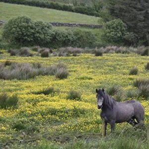 In Western Ireland, a horse stands in a bright field of yellow wildflowers