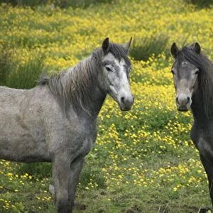 In Western Ireland, two horses with long flowing manes, in a field of yellow wildflowers