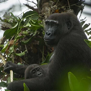 Western lowland gorilla (Gorilla gorilla gorilla), Ngaga Odzala - Kokoua National Park