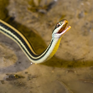 Western Ribbon snake drinking water, Thamnophis proximus orarius, Coastal Texas