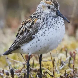 Western Sandpiper Western Sandpiper
