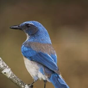 Western Scrub-Jay, Aphelocoma californica, adult, Uvalde County, Hill Country, Texas