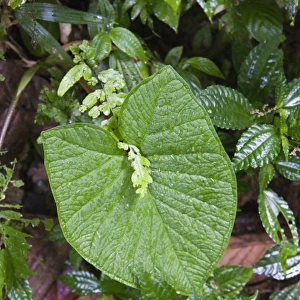 Wet plants on the floor of the jungle in the Monteverde Cloud Forest Reserve in Selvatura