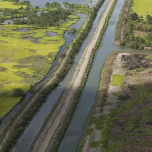 Wetland MMA, Abari Swamps, Mahaica Miconi Abari, GUYANA