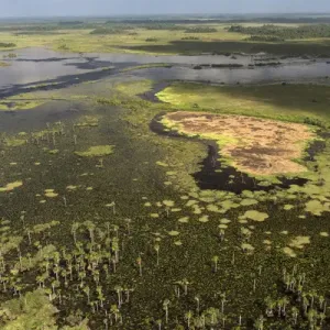 Wetland MMA, Abari Swamps, Mahaica Miconi Abari, GUYANA