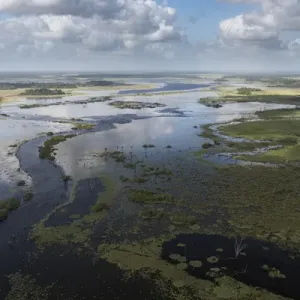 Wetland MMA, Abari Swamps, Mahaica Miconi Abari, GUYANA