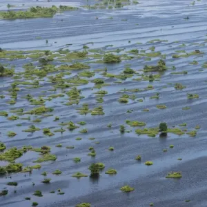 Wetland Shell Beach North GUYANA South America Wetland Shell Beach North GUYANA South America