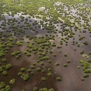 Wetland Shell Beach North GUYANA South America Wetland Shell Beach North GUYANA South America