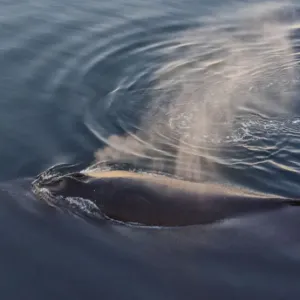 Baleine dans l'océan Atlantique sud, Antarctique. Baleine dans l'océan Atlantique sud, Antarctique.