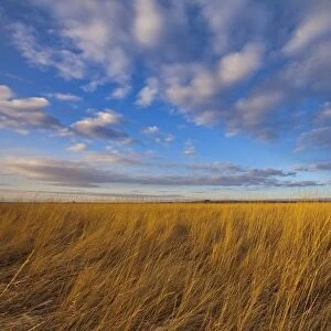 Wheatgrass and dramatic skies at Freezeout Lake WMA, Fairfield, Montana, USA