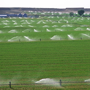Wheeled sprinkler irrigation in Grandview, Idaho. agriculture, crop, ranch