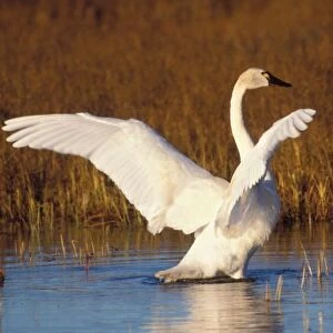 whistling swan, Cygnus columbianus, stretching its wings on the 1002 coastal plain