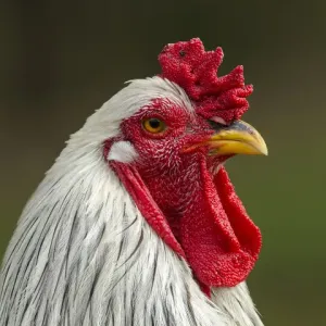 Florida White Brahma Rooster Print Florida White Brahma Rooster Print