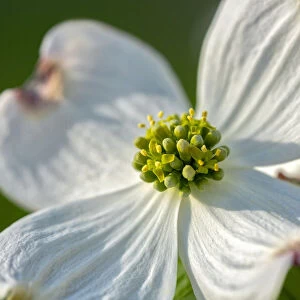 White Dogwood flowers, USA