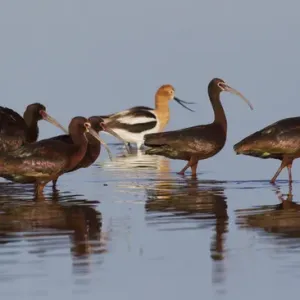 White-faced Ibiss wade past American Avocets