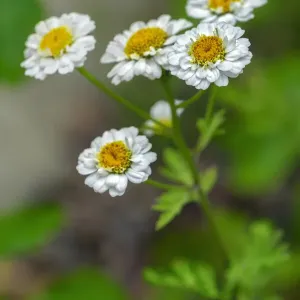 White Feverfew