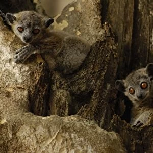 White-footed sportive lemur (Lepilemur leucopus) Berenty Reserve. Southern MADAGASCAR