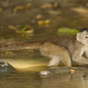 White-fronted capuchin monkey in river looking for food. (Cebus albifrons) WILD MONKEY