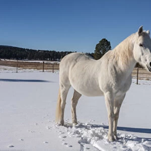 White Horse in snow