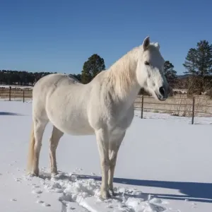 Weisser Pferd im Schnee Weisser Pferd im Schnee