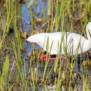 White Ibis (Eudocimus albus) Viera Wetlands, Brevard County, Florida
