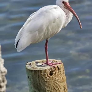 White Ibis perched on a wooden post, Oak Hill, Florida, USA
