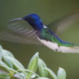 White-necked Jacobin Print (Trinidad) White-necked Jacobin Print (Trinidad)