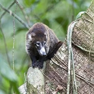 A White-nosed Coati (Nasua narica) sits atop a tree trunk to rest in midday heat