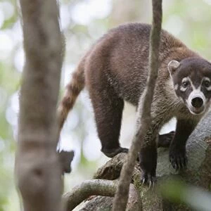 White-nosed Coati (Nasua narica) stands alert on a large tree branch in Corcovado National Park
