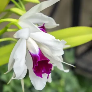 White orchid, USA