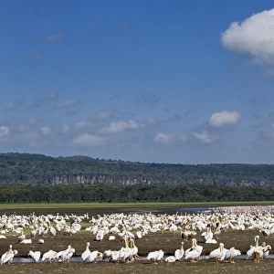 White Pelicans, Pelecanus onocrotalus, Lake Nakuru National Park, Kenya