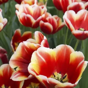 White rimmed red tulips White rimmed red tulips