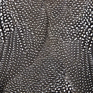 White spots on black feathers of the Helmeted Guineafowl