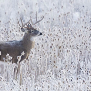 White-tailed deer buck frosty winter morning