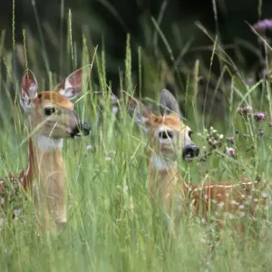 White-tailed deer (Odocoileuis virginianus) two fawns in tall grass, National Bison Range