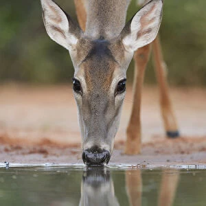 White-tailed Deer (Odocoileus virginianus), adult drinking, South Texas, USA