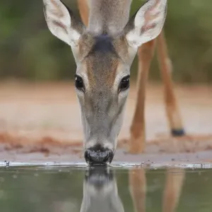 White-tailed Deer Print, Adult Drinking in South Texas