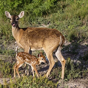 White-tailed deer (Odocoileus virginianus) fawn nursing from mother