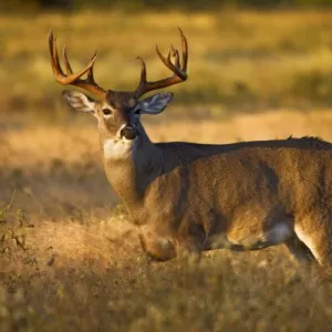 White-tailed Deer (Odocoileus virginianus) adult male (buck), autumn, south Texas, USA