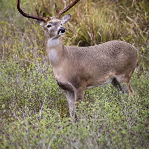 White-tailed deer (Odocoileus virginianus) male