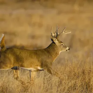 White-tailed Deer (Odocoileus virginianus) male running across grassy habitat White-tailed Deer (Odocoileus virginianus) male running across grassy habitat