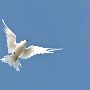 White Tern (Gygis alba rothschildi) in flight