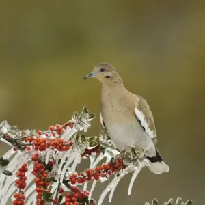 White-winged Dove Print, Adult Perched on Icy Yaupon Holly Branch