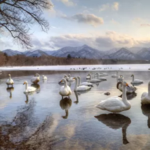 Whooper Swans in Lake Kussharo, Hokkaido, Japan