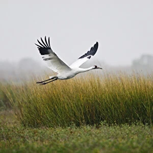 Whooping Crane (Grus americana) endangered species, flying over salt marsh at Aransas