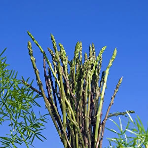 Wild Asparagus (Asparagus acutifolius)