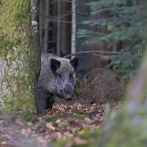 Wild boar (Eurasian wild pig, Sus scrofa) during winter in high forest