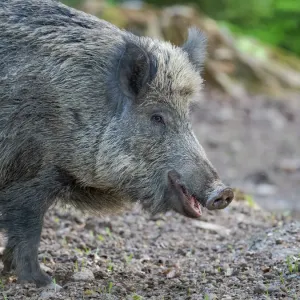 Wild boar in high forest. Enclosure in the Bavarian Forest National Park, Germany, Bavaria